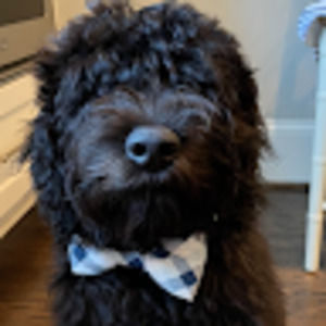 Meet your Posher, Noah